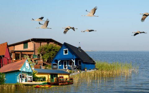 Kraniche am Bodden beobachten