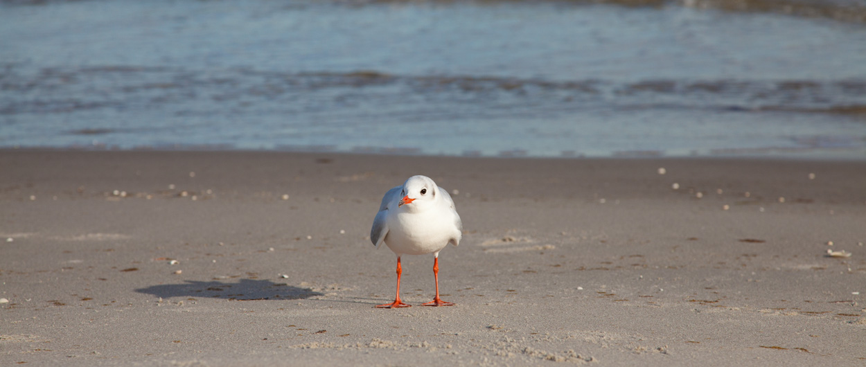 Möwen, Ostsee, Bodden