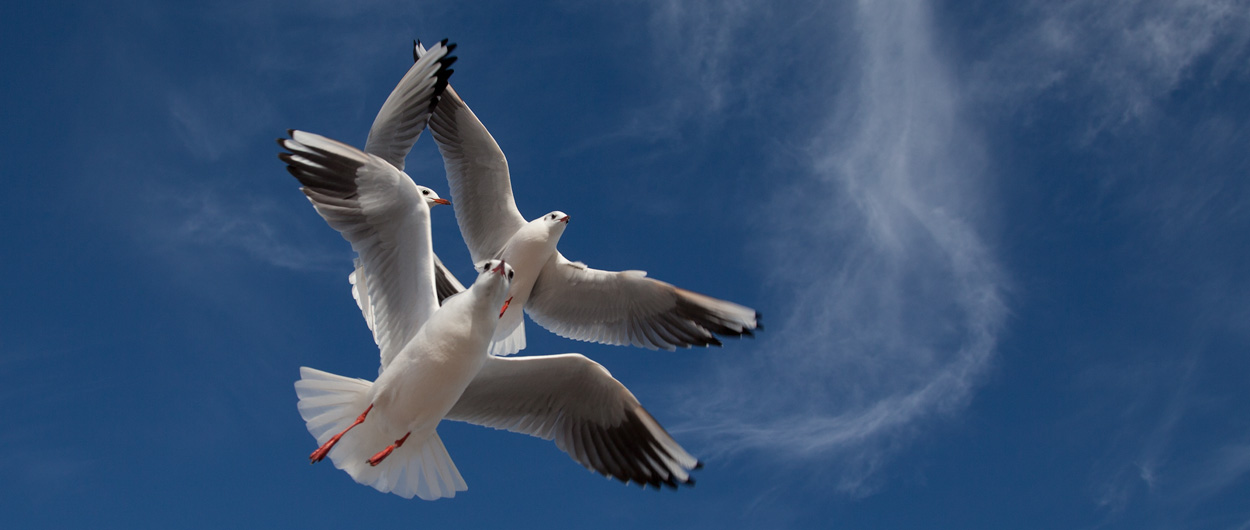 Möwen, Ostsee, Bodden